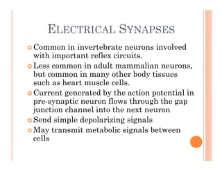 ELECTRICAL SYNAPSES
ELECTRICAL SYNAPSES
 Common in invertebrate neurons involved
ith i t t fl i it
with important reflex circuits.
 Less common in adult mammalian neurons,
but common in many other body tissues
but common in many other body tissues
such as heart muscle cells.
 Current generated by the action potential in
g y p
pre-synaptic neuron flows through the gap
junction channel into the next neuron
S d i l d l i i i l
 Send simple depolarizing signals
 May transmit metabolic signals between
cells
cells
 
