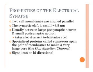 PROPERTIES OF THE ELECTRICAL
SYNAPSE
 Two cell membranes are aligned parallel
g p
 The synaptic cleft is small ~3.5 nm
 Usually between large presynaptic neuron
y g p y p
& small postsynaptic neuron
 takes a lot of current to depolarize a cell
S i li d t i ll d
 Specialized proteins called connexons span
the pair of membranes to make a very
large pore (the Gap Junction Channel)
g p ( p )
 Signal can be bi-directional
 
