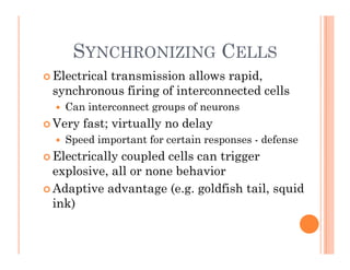 SYNCHRONIZING CELLS
SYNCHRONIZING CELLS
 Electrical transmission allows rapid,
synchronous firing of interconnected cells...