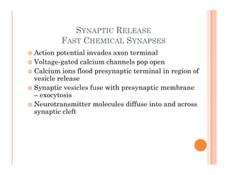 SYNAPTIC RELEASE
SYNAPTIC RELEASE
FAST CHEMICAL SYNAPSES
 Action potential invades axon terminal
 Action potential invad...