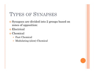 TYPES OF SYNAPSES
TYPES OF SYNAPSES
 Synapses are divided into 2 groups based on
y p g p
zones of apposition:
 Electrica...