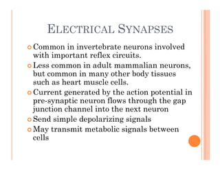 ELECTRICAL SYNAPSES
ELECTRICAL SYNAPSES
 Common in invertebrate neurons involved
ith i t t fl i it
with important reflex ...