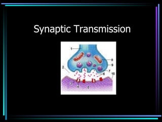   Synaptic Transmission 