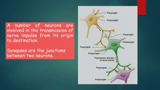 A number of neurons are
involved in the transmission of
nerve impulse from its origin
to destination.
Synapses are the jun...
