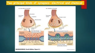 Two principal kinds of synapses: electrical and chemical
 