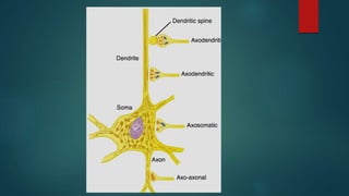 Synapse Structure
 The part of the synapse that belongs to the initiating neuron is
called the presynaptic membrane.
 Th...