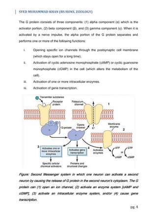 SYED MUHAMMAD KHAN (BS HONS. ZOOLOGY)
pg. 4
The G protein consists of three components: (1) alpha component (α) which is the
activator portion, (2) beta component (β), and (3) gamma component (γ). When it is
activated by a nerve impulse, the alpha portion of the G protein separates and
performs one or more of the following functions:
i. Opening specific ion channels through the postsynaptic cell membrane
(which stays open for a long time).
ii. Activation of cyclic adenosine monophosphate (cAMP) or cyclic guanosine
monophosphate (cGMP) in the cell (which alters the metabolism of the
cell).
iii. Activation of one or more intracellular enzymes.
iv. Activation of gene transcription.
Figure: Second Messenger system in which one neuron can activate a second
neuron by causing the release of G protein in the second neuron's cytoplasm. The G
protein can (1) open an ion channel, (2) activate an enzyme system [cAMP and
cGMP], (3) activate an intracellular enzyme system, and/or (4) cause gene
transcription.
 