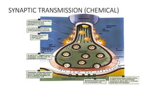 synaptic transmission.pptx AND ACTION POTENTIAL | PPTX