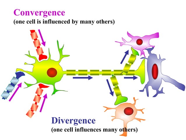 Synaptic transmission, types of synapses | PPT