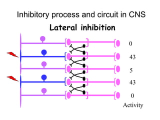 Synaptic transmission, types of synapses | PPT