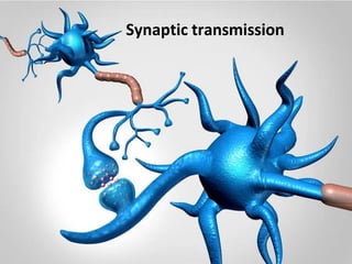 It is the junction between a motor neuron and a skeletal muscle | PDF