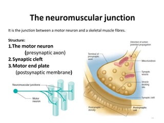 It is the junction between a motor neuron and a skeletal muscle | PDF