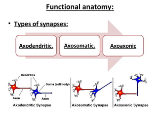 It is the junction between a motor neuron and a skeletal muscle | PDF