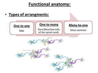 It is the junction between a motor neuron and a skeletal muscle | PDF