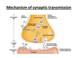 It is the junction between a motor neuron and a skeletal muscle | PDF