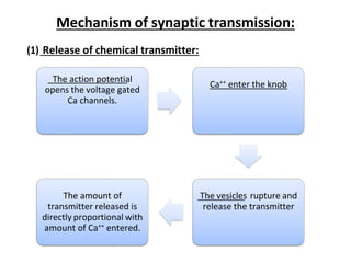 It is the junction between a motor neuron and a skeletal muscle | PDF