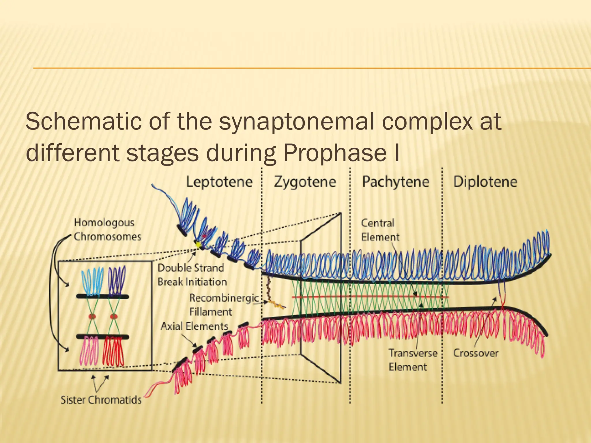 Schematic of the synaptonemal complex at
different stages during Prophase I
 