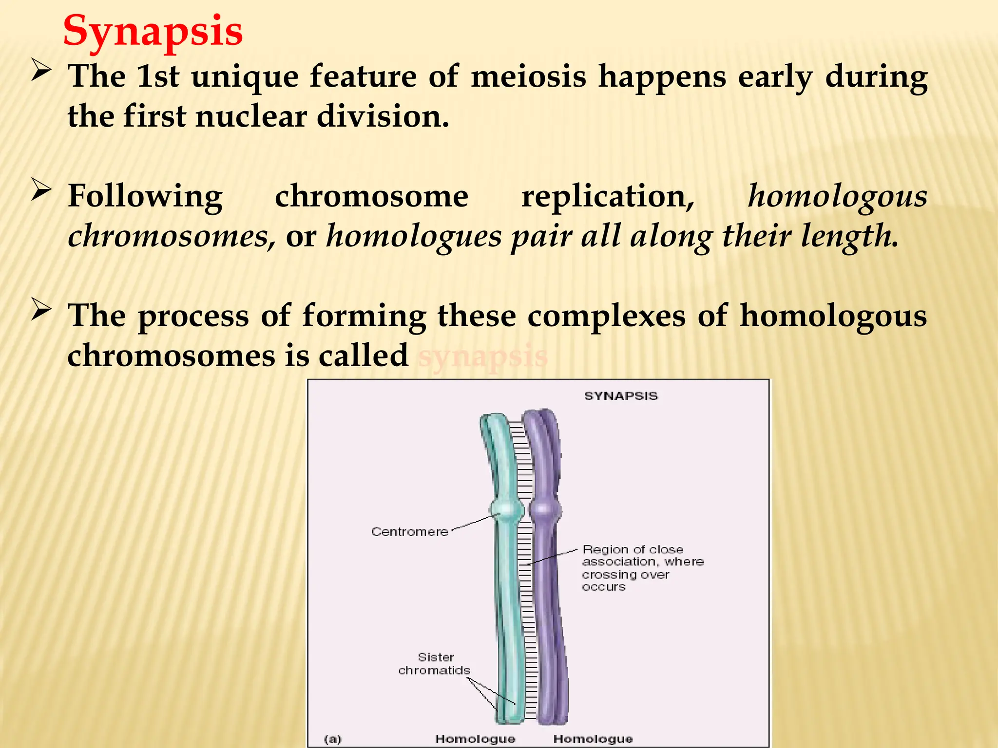 Synapsis
 The 1st unique feature of meiosis happens early during
the first nuclear division.
 Following chromosome replication, homologous
chromosomes, or homologues pair all along their length.
 The process of forming these complexes of homologous
chromosomes is called synapsis
 