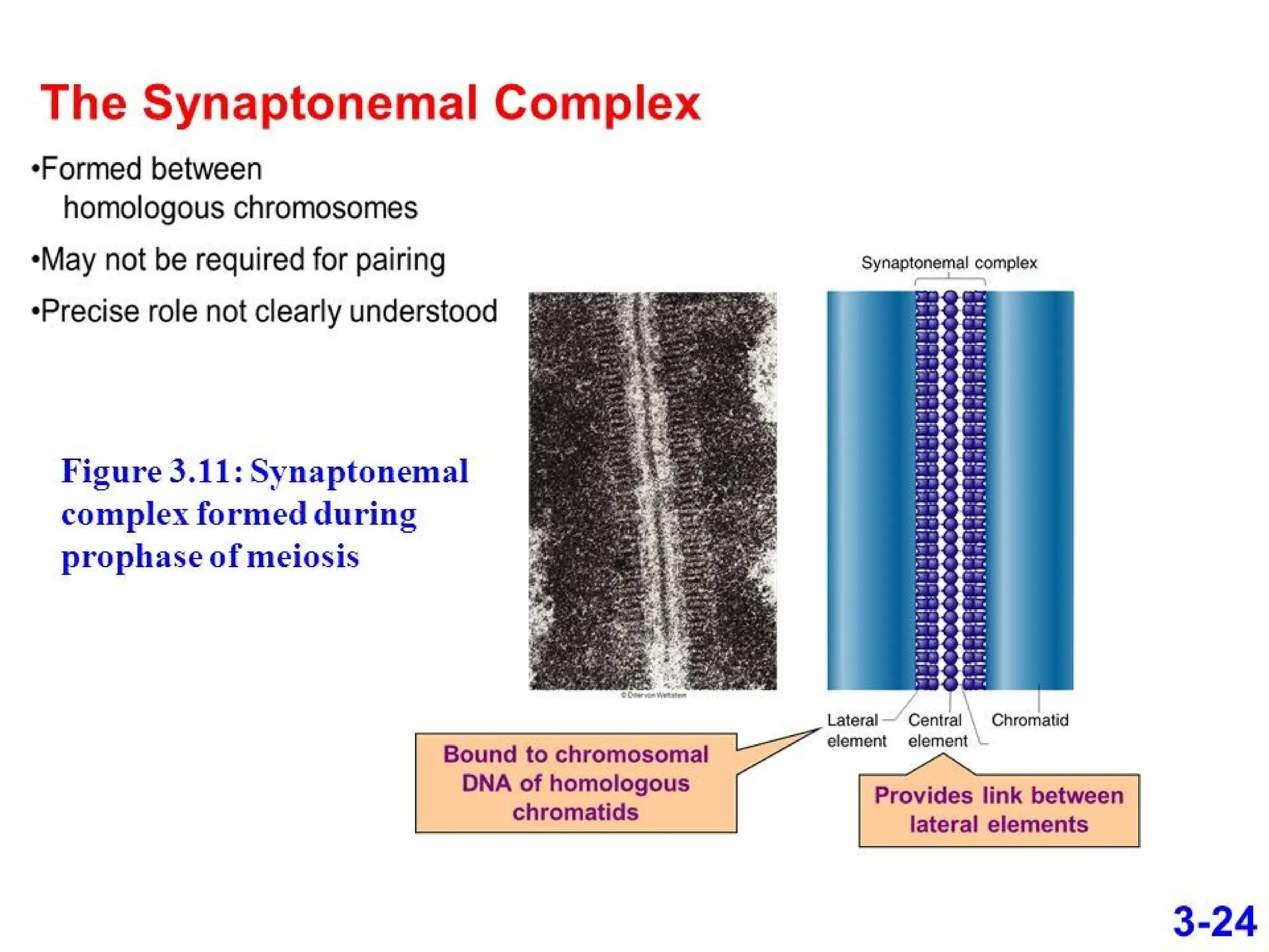 synaptonemal complex and its role in crossing over