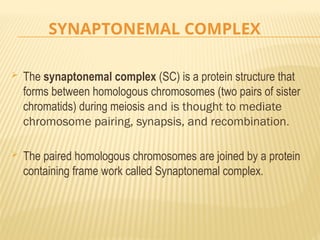 SYNAPTONEMAL COMPLEX
 The synaptonemal complex (SC) is a protein structure that
forms between homologous chromosomes (two pairs of sister
chromatids) during meiosis and is thought to mediate
chromosome pairing, synapsis, and recombination.
 The paired homologous chromosomes are joined by a protein
containing frame work called Synaptonemal complex.
 