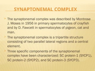 SYNAPTONEMAL COMPLEX
 The synaptonemal complex was described by Montrose
J. Moses in 1956 in primary spermatocytes of crayfish
and by D. Fawcett in spermatocytes of pigeon, cat and
man.
 The synaptonemal complex is a tripartite structure
consisting of two parallel lateral regions and a central
element.
 Three specific components of the synaptonemal
complex have been characterized: SC protein-1 (SYCP1),
SC protein-2 (SYCP2), and SC protein-3 (SYCP3).
 