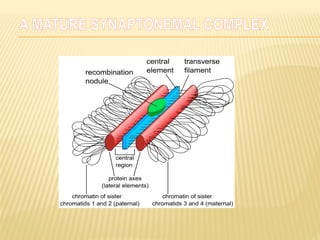 A MATURE SYNAPTONEMAL COMPLEX
 