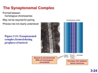 synaptonemal complex and its role in crossing over
