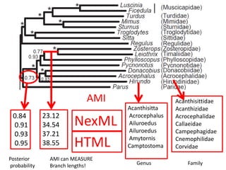Acanthisittidae
Acanthizidae
Acrocephalidae
Callaeidae
Campephagidae
Cnemophilidae
Corvidae
0.84
0.91
0.93
0.95
Acanthisitta
Acrocephalus
Ailuroedus
Ailuroedus
Amytornis
Camptostoma
AMI
23.12
34.54
37.21
38.55
Posterior
probability
AMI can MEASURE
Branch lengths!
NexML
Genus Family
HTML
 