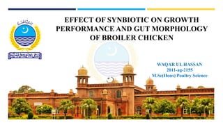 EFFECT OF SYNBIOTIC ON GROWTH
PERFORMANCE AND GUT MORPHOLOGY
OF BROILER CHICKEN
WAQAR UL HASSAN
2011-ag-2155
M.Sc(Hons) Poultry Science
 