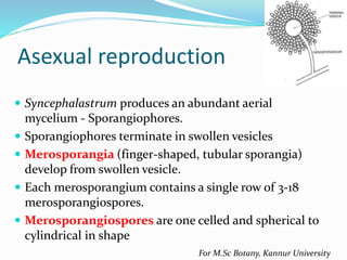 For M.Sc Botany, Kannur University
Asexual reproduction
 Syncephalastrum produces an abundant aerial
mycelium - Sporangiophores.
 Sporangiophores terminate in swollen vesicles
 Merosporangia (finger-shaped, tubular sporangia)
develop from swollen vesicle.
 Each merosporangium contains a single row of 3-18
merosporangiospores.
 Merosporangiospores are one celled and spherical to
cylindrical in shape
 