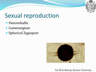 For M.Sc Botany, Kannur University
Sexual reproduction
 Heterothallic
 Gametangium
 Spherical Zygospore
 