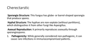 Cherectarstic
Sporangia Structure: This fungus has globe- or barrel-shaped sporangia
that produce spores.
Hyphal Structure: The hyphae are non-septate (without partitions),
which distinguishes it from other fungi like Aspergillus.
Asexual Reproduction: It primarily reproduces asexually through
sporangiospores.
1. Pathogenicity: While generally considered non-pathogenic, it can
cause rare infections in immunocompromised patients.
 