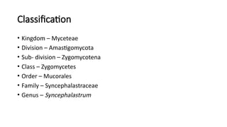 Classification
• Kingdom – Myceteae
• Division – Amastigomycota
• Sub- division – Zygomycotena
• Class – Zygomycetes
• Order – Mucorales
• Family – Syncephalastraceae
• Genus – Syncephalastrum
 
