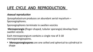 LIFE CYCLE AND REPRODUCTION
Asexual reproduction
Syncephalastrum produces an abundant aerial mycelium –
Sporangiophores.
Sporangiophores terminate in swollen vesicles
Merosporangia (finger-shaped, tubular sporangia) develop from
swollen vesicle.
Each merosporangium contains a single row of 3-18
merosporangiospores.
• Merosporangiospores are one celled and spherical to cylindrical in
shape
 