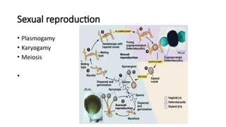 Sexual reproduction
• Plasmogamy
• Karyogamy
• Meiosis
•
 
