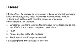 Disease
Infection Type: Syncephalastrum is considered an opportunistic pathogen,
which means it typically affects individuals with weakened immune
systems, such as those with diabetes, cancer, or undergoing
immunosuppressive therapies.
1. Symptoms: Infections can manifest in various ways, depending on the
site of infection. Common symptoms may include:
2. Fever
3. Pain or swelling in the affected area
4. Respiratory issues if lungs are involved
• Sinus symptoms if the sinuses are affected
 