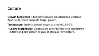 Culture
Growth Medium: It is typically cultured on Sabouraud Dextrose
Agar (SDA), which supports fungal growth.
Temperature: Optimal growth occurs at around 25-30°C.
• Colony Morphology: Colonies are generally white to light brown
initially and may darken to gray or black as they mature.
 
