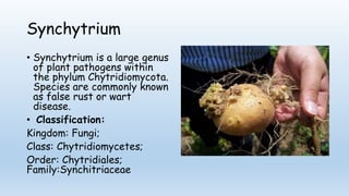 Synchytrium
• Synchytrium is a large genus
of plant pathogens within
the phylum Chytridiomycota.
Species are commonly known
as false rust or wart
disease.
• Classification:
Kingdom: Fungi;
Class: Chytridiomycetes;
Order: Chytridiales;
Family:Synchitriaceae
 