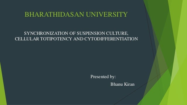 Synchronizaation Of Suspension Culture Cellular Totipotency Cytodif