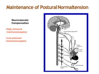 Maintenance of PosturalNormaltension
Neurovascular
Compensation
•High pressure
mechanoreceptors
•Low pressure
mechanoreceptors
 