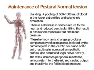 Maintenance of Postural Normaltension
•
•
•
•
Standing  pooling of 500–1000 mLofblood
in the lower extremities and splanchnic
circulation.
There is adecrease in venous return to the
heart and reduced ventricular filling thatresult
in diminished cardiac output and blood
pressure.
Thesehemodynamic changes provoke a
compensatory reflex response, initiated bythe
baroreceptors in the carotid sinus and aortic
arch, resulting in increased sympathetic
outflow and decreased vagal nerve activity.
Thereflex increases peripheral resistance,
venous return to theheart, and cardiac output
and thus limits the fall in blood pressure.
 
