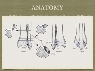 ANATOMY 
 