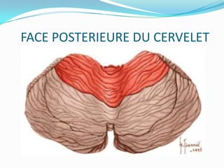 FACE POSTERIEURE DU CERVELET
 