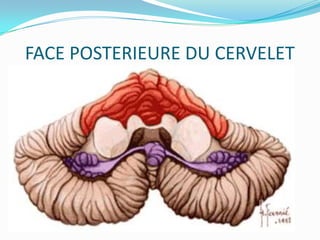 FACE POSTERIEURE DU CERVELET
 