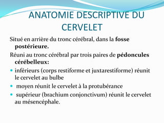 ANATOMIE DESCRIPTIVE DU
            CERVELET
Situé en arrière du tronc cérébral, dans la fosse
  postérieure.
Réuni au tronc cérébral par trois paires de pédoncules
  cérébelleux:
 inférieurs (corps restiforme et juxtarestiforme) réunit
  le cervelet au bulbe
 moyen réunit le cervelet à la protubérance
 supérieur (brachium conjonctivum) réunit le cervelet
  au mésencéphale.
 