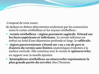 Composé de trois zones:
de dedans en dehors déterminées seulement par les connexions
  entre le cortex cérébelleux et les noyaux cérébelleux :
 vermis cérébelleux : région purement sagittale. S’étend sur
  les faces supérieure et inférieure. Le vermis inférieur est
  enfoui au fond d’une dépression profonde et large, la vallécule.
 région paravermienne s’étend sur 1 ou 2 cm de part et
  d’autres du vermis sans limites anatomiques évidentes à la
  surface corticale. Elle constitue avec le vermis le spinocervelet,
  en rapport avec la moelle épinière
 hémisphères cérébelleux ou néocervelet représentent la
  plus grande partie du cervelet chez l’homme.
 