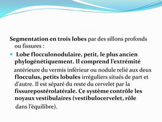 Segmentation en trois lobes par des sillons profonds
  ou fissures :
 Lobe flocculonodulaire, petit, le plus ancien
  phylogénétiquement. Il comprend l’extrémité
 antérieure du vermis inférieur ou nodule relié aux deux
  flocculus, petits lobules irréguliers situés de part et
  d’autre. Il est séparé du reste du cervelet par la
  fissurepostérolatérale. Ce système contrôle les
  noyaux vestibulaires (vestibulocervelet, rôle
  dans l’équilibre).
 