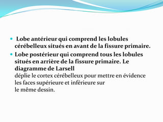  Lobe antérieur qui comprend les lobules
  cérébelleux situés en avant de la fissure primaire.
 Lobe postérieur qui comprend tous les lobules
  situés en arrière de la fissure primaire. Le
  diagramme de Larsell
  déplie le cortex cérébelleux pour mettre en évidence
  les faces supérieure et inférieure sur
  le même dessin.
 