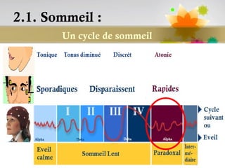 2.1. Sommeil :
       Un cycle de sommeil




                             Page 31
 