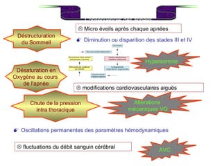 Conséquences des apnées Déstructuration  du Sommeil     Micro éveils après chaque apnées    Diminution ou disparition des stades III et IV Hypersomnie  Désaturation en Oxygène au cours  de l'apnée    modifications cardiovasculaires aiguës    Oscillations permanentes des paramètres hémodynamiques Chute de la pression intra thoracique    fluctuations du débit sanguin cérébral Altérations  mécaniques VG AVC 
